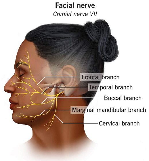 Facial nerve