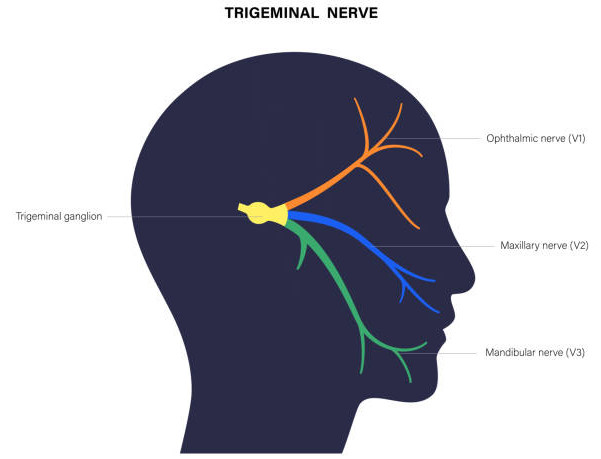 Nrigeminal nerve